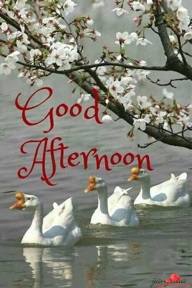 Good-Afternoon-Facebook-Whatsapp-124