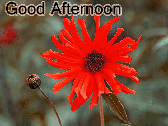 Good-Afternoon-Facebook-Whatsapp-153