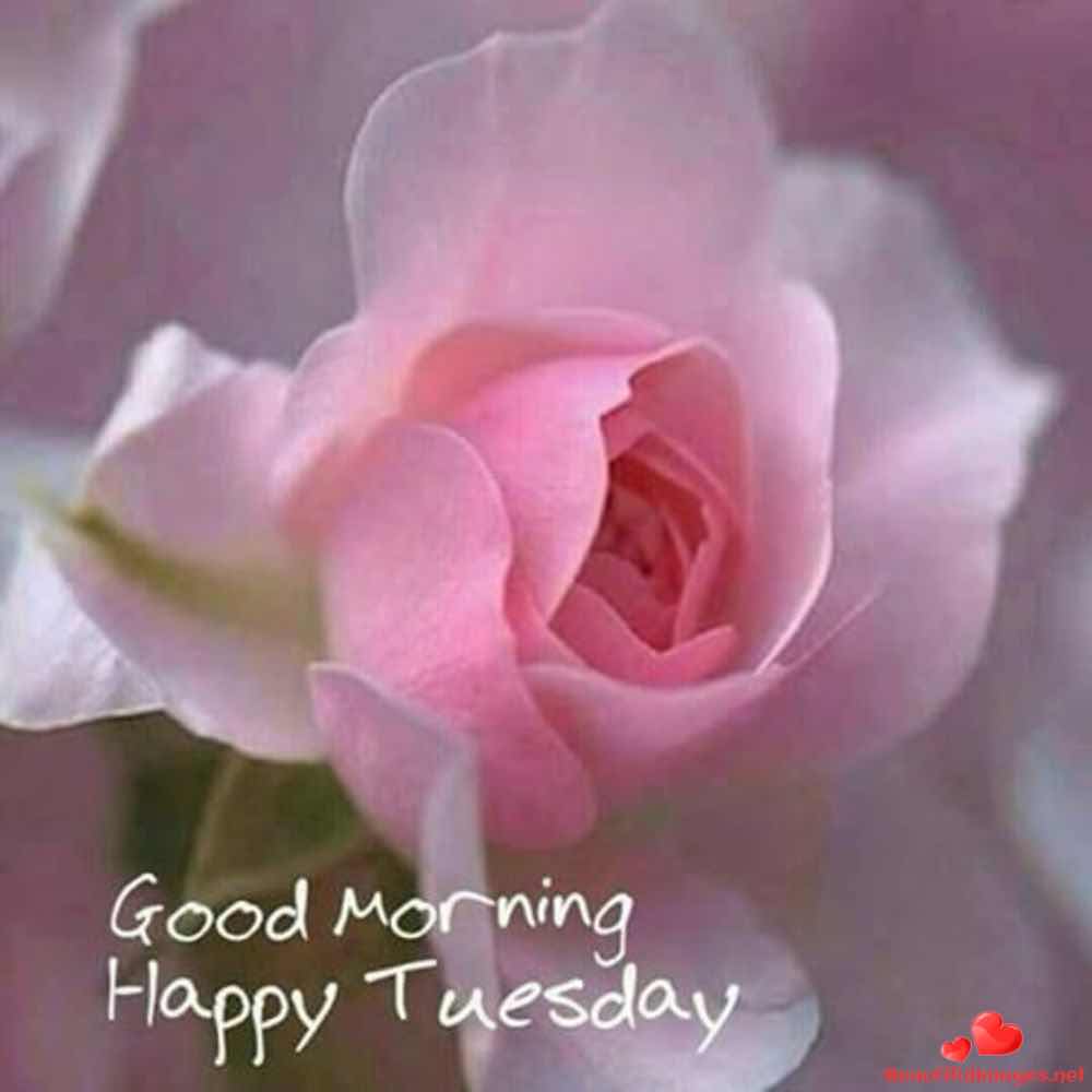 Tuesday-Good-Morning-Images-Whatsapp-236